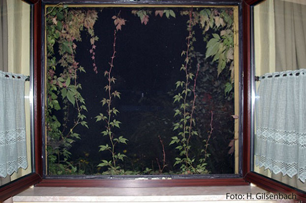 Fenster