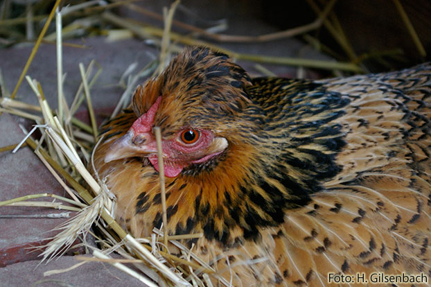Huhn2