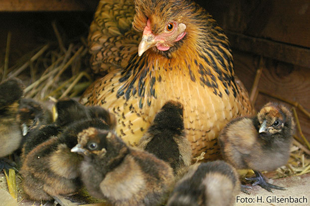 Huhn4