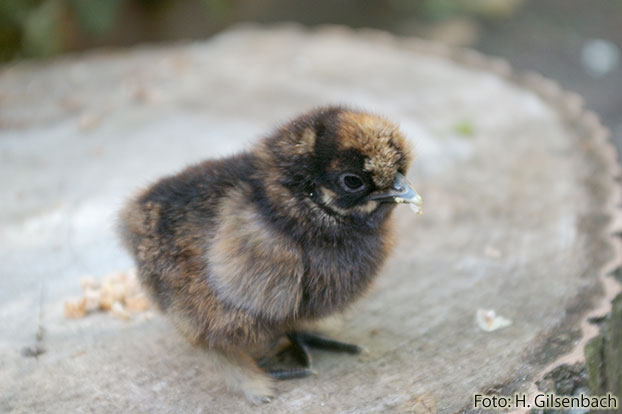 Huhn5