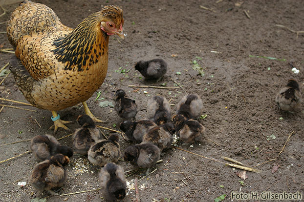 Huhn6
