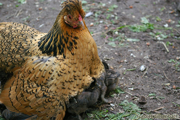 Huhn7