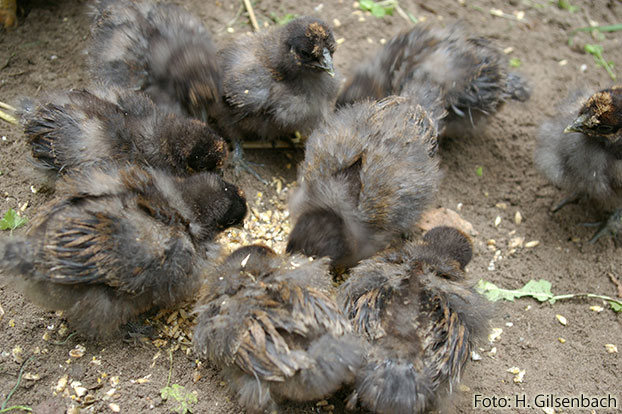 Huhn8