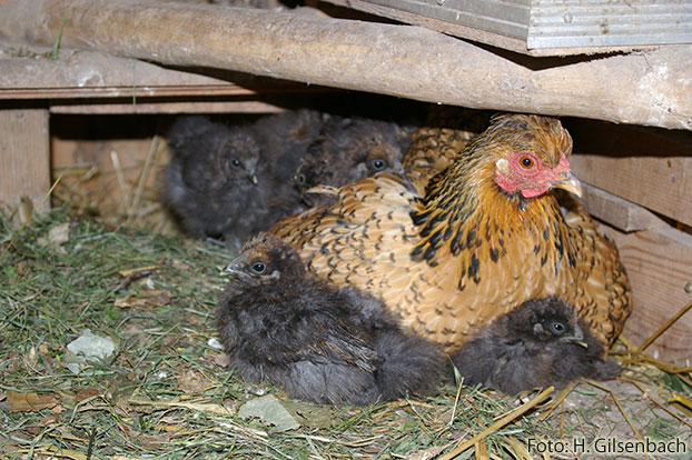 Huhn9