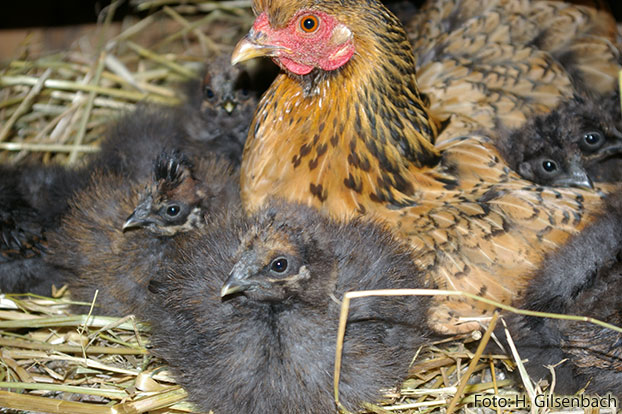 Huhn10