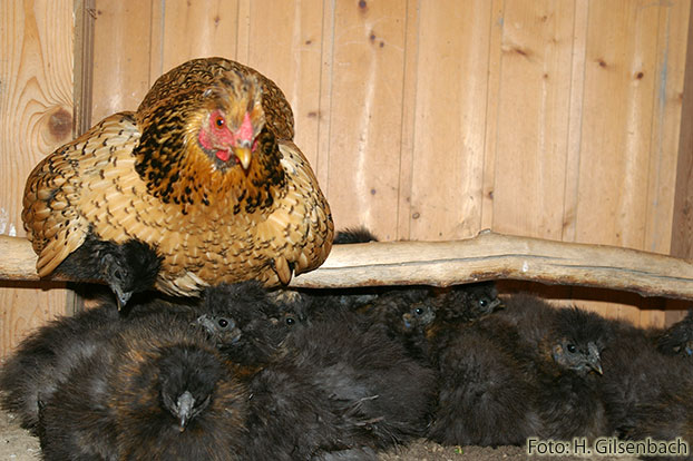 Huhn11