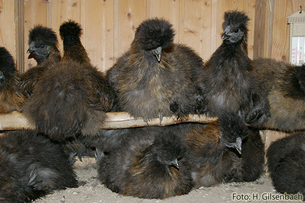 Huhn12