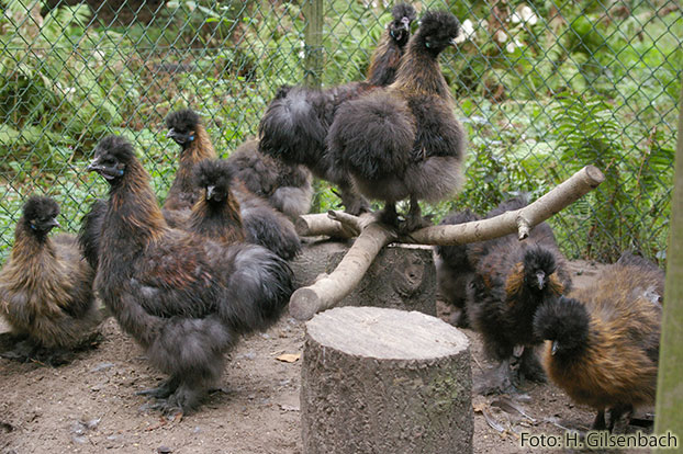 Huhn13