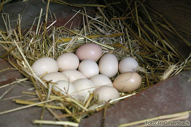 Huhn15