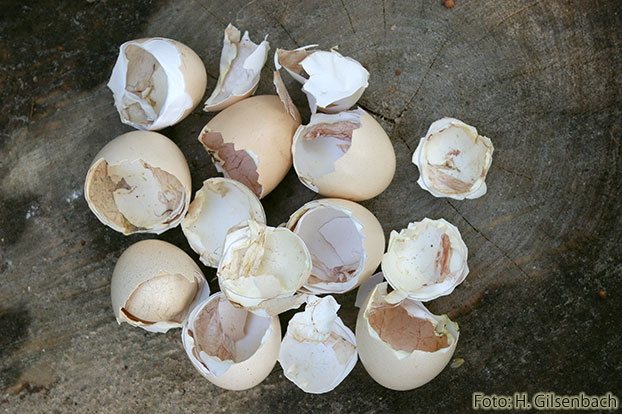 Huhn16