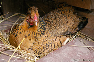 Huhn1