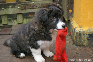 Rote Socke
