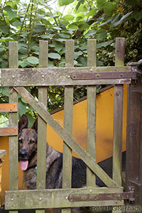 Hund1