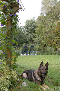 Hund2