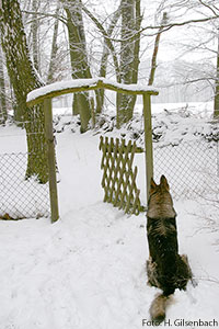 Hund3