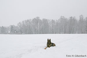 Hund4