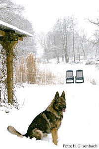 Hund5