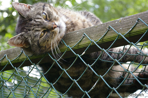 Katze1