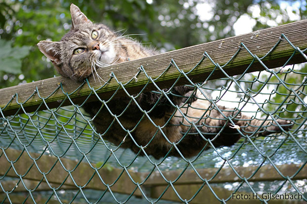 Katze2
