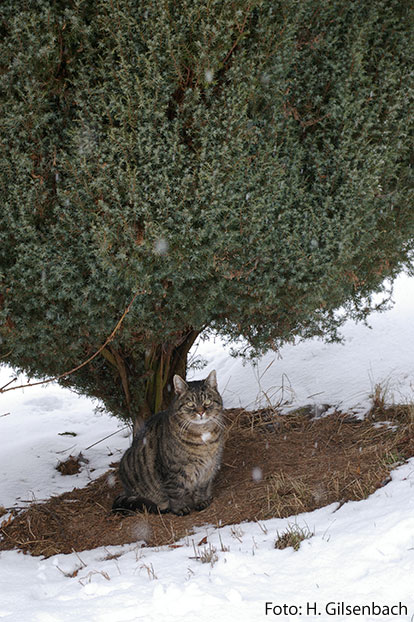 Katze4