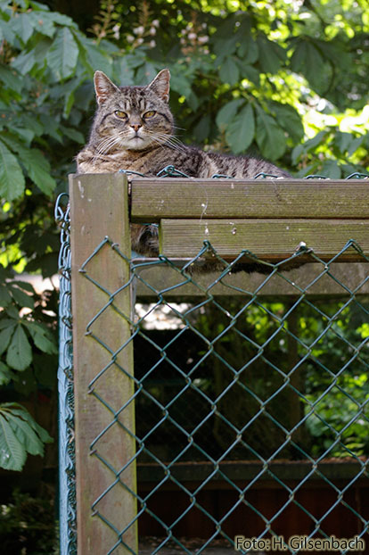 Katze3