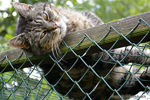 Katze1