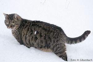 Katze5