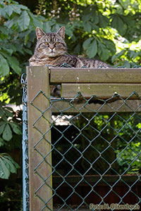 Katze3
