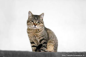 Romeo1