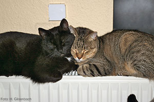 Kuscheln