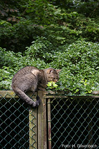 Romeo Drahtgitter